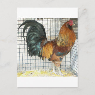 Rooster Postcard