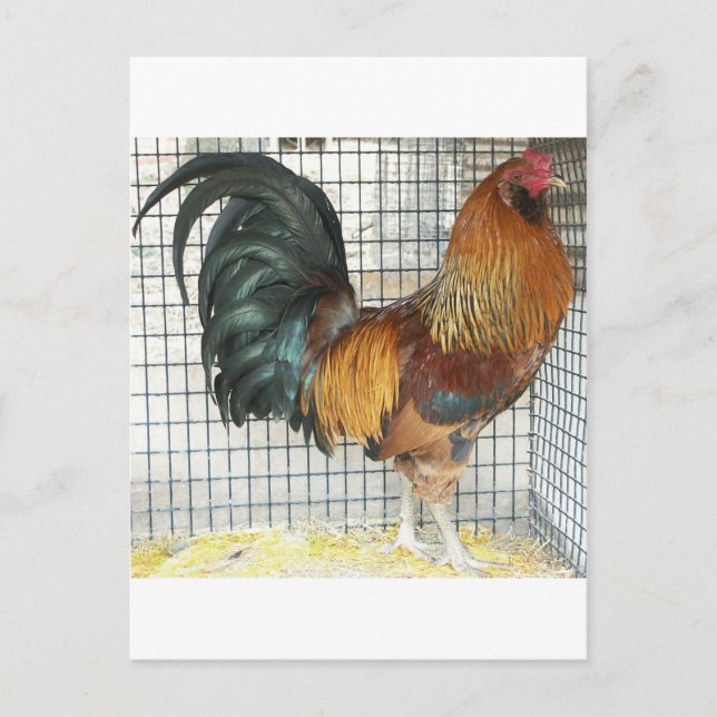 Rooster Postcard (Front)
