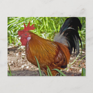 Rooster Postcard