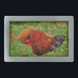 Rooster Preening Belt Buckle<br><div class="desc">Rooster Preening Photo by Sandy Closs "farm yard rooster  "    "decorative rooster "   "colourful rooster "    " male chicken"   "farm animals "    "gamecock " chicken hen bird</div>