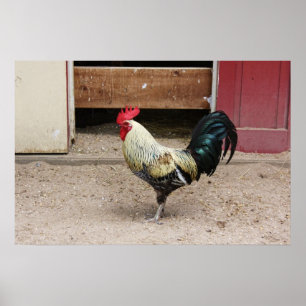 Rooster Print