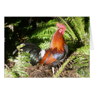 Rooster - Red Jungle Fowl