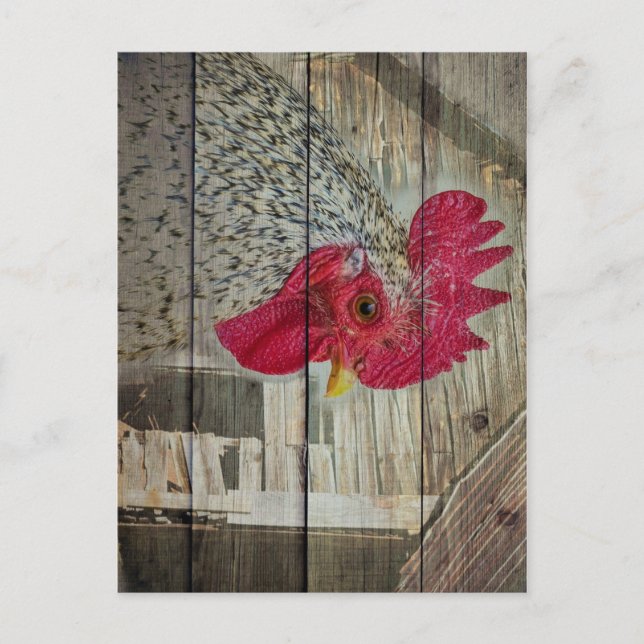 Rooster Rustic Chicken Coop Barn Board Postcard (Front)