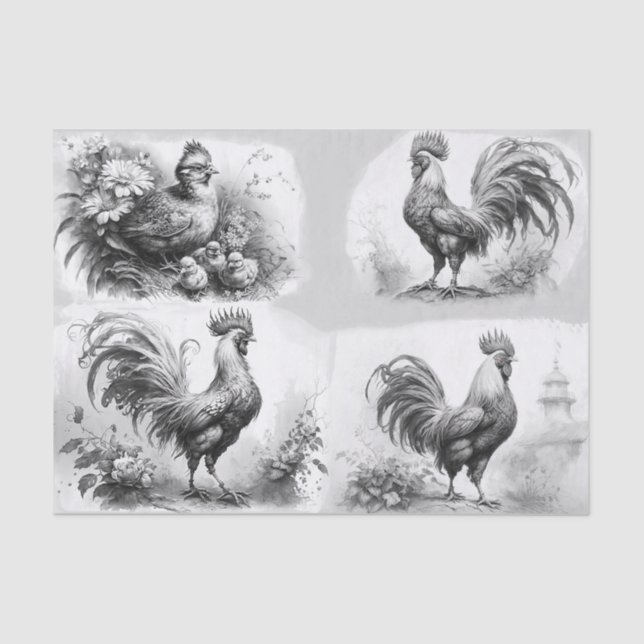 Rooster Sketches Tissue Paper (Front)