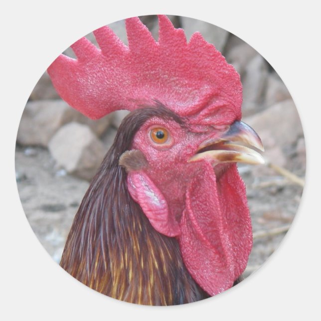 Rooster Sticker (Front)