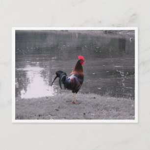 Rooster Wildlife Bird in Nature Postcard