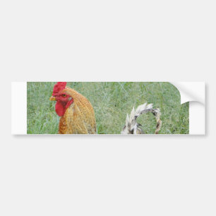 Roosters Bumper Sticker