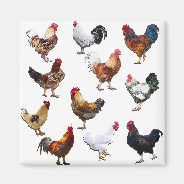 Roosters collage colour chicken magnet (Front)