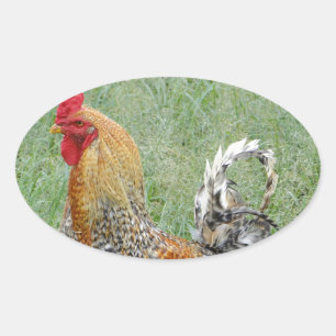 Roosters Oval Sticker