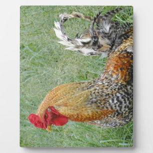 Roosters Plaque