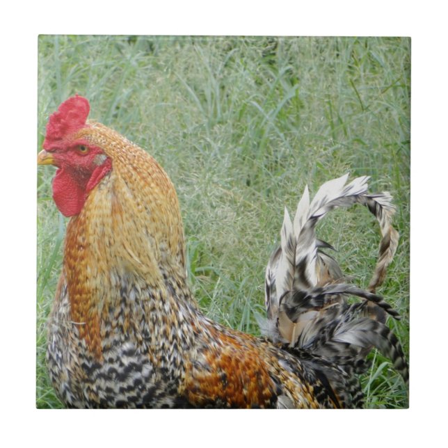 Roosters Tile (Front)