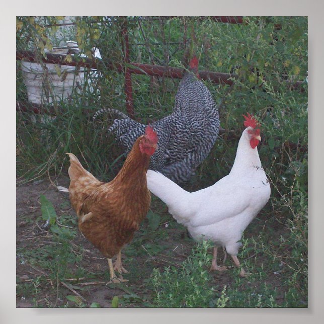 Roosters X 3 Poster (Front)