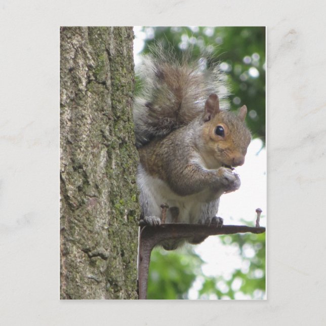 Roosting Squirrel Postcard (Front)