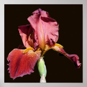 Root Beer Bearded Iris Flower  Poster