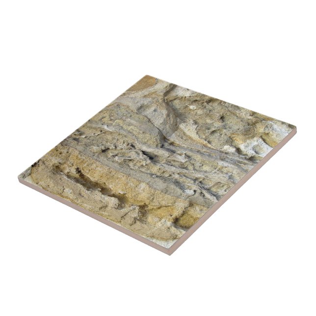 Root fossils in limestone seawall tile (Side)