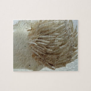 Root of Leek, Vegetables, Healthy Raw White Food Jigsaw Puzzle