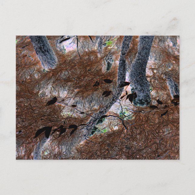 "Roots" Gnarled Trees, Pine Needles, Forest Floor Postcard (Front)