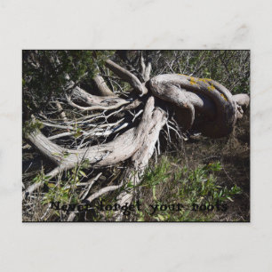 Roots Postcard