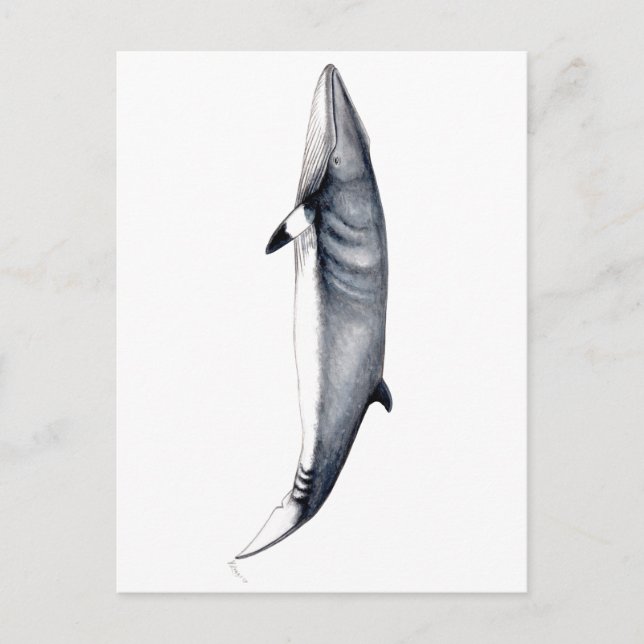 Rorcual aliblanco tarjeta postal, Minke whale card (Front)
