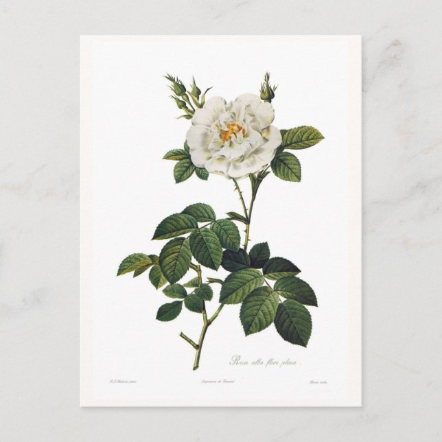 Rosa alba flore plena postcard (Front)