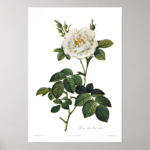 Rosa alba flore plena poster