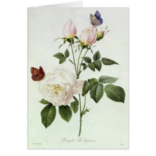Rosa: Bengale the Hymenes