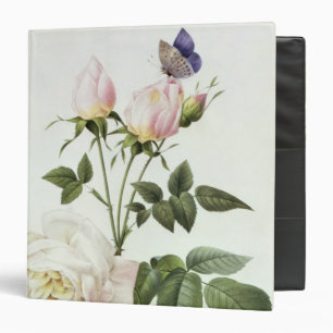 Rosa: Bengale the Hymenes, from 'Les Roses' Binder