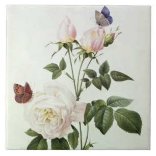 Rosa: Bengale the Hymenes, from 'Les Roses' Tile