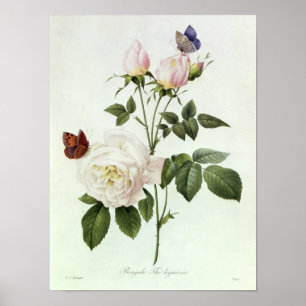 Rosa: Bengale the Hymenes Poster