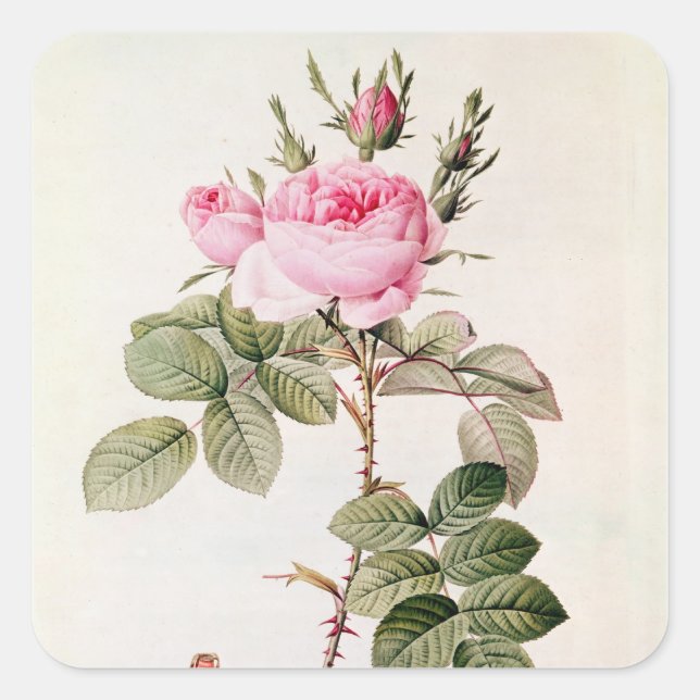 Rosa Bifera Officinalis, from 'Les Roses' Square Sticker (Front)