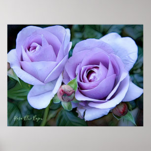 Rosa Blue Budget [Archive Heavy Weight Paper] Poster