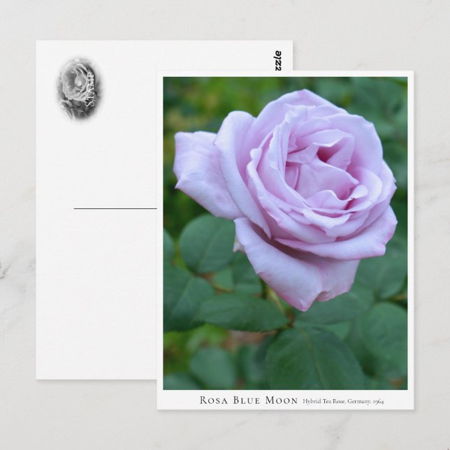 Rosa Blue Moon Postcard (Front/Back)