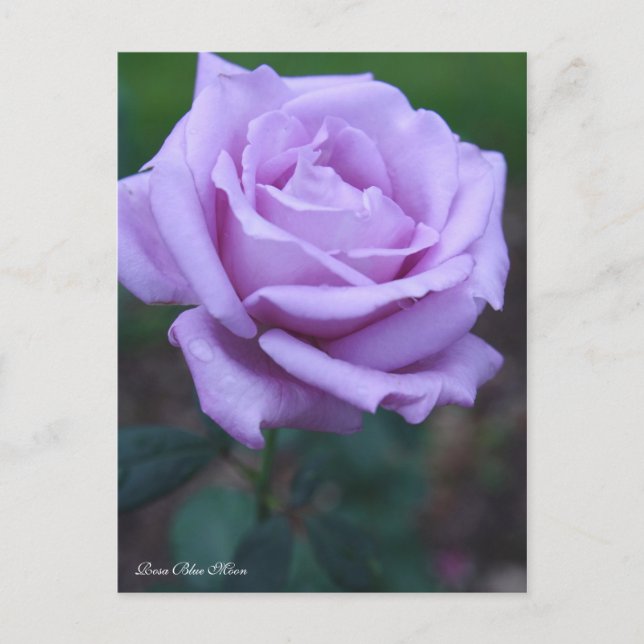Rosa Blue Moon [Postcard] Postcard (Front)