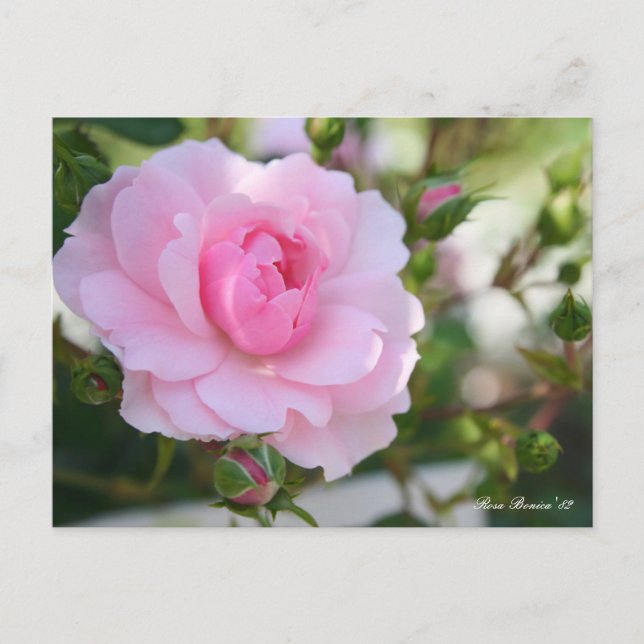 Rosa Bonica '82 : Carte postale (Devant)