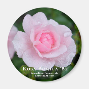 Rosa Bonica '82 Magnet