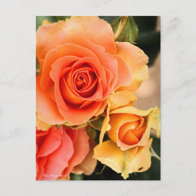 Rosa Brass Band : Carte postale (Devant)