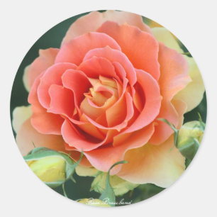 Rosa Brass band Classic Round Sticker