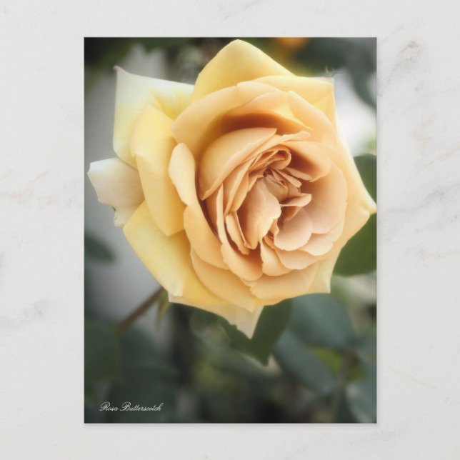 Rosa Butterscotch : Carte postale (Devant)