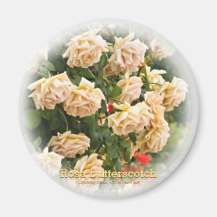 Rosa Butterscotch Magnet