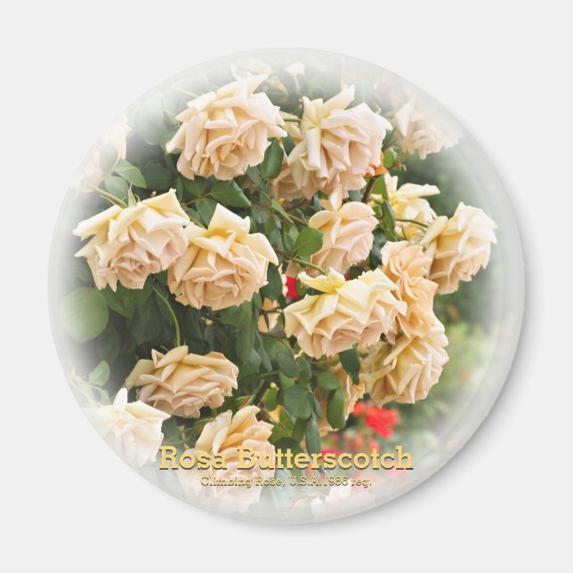 Rosa Butterscotch Magnet (Front)