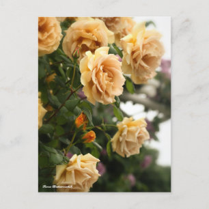 Rosa Butterscotch Postcard