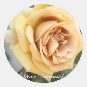 Rosa Butterscotch：Seal Classic Round Sticker