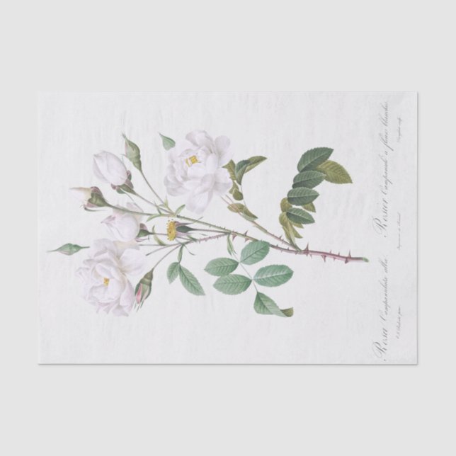 Rosa campanulata alba tissue paper (Front)
