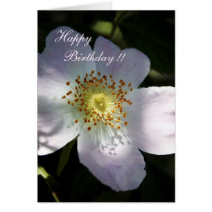 Rosa Canina - Dog Rose