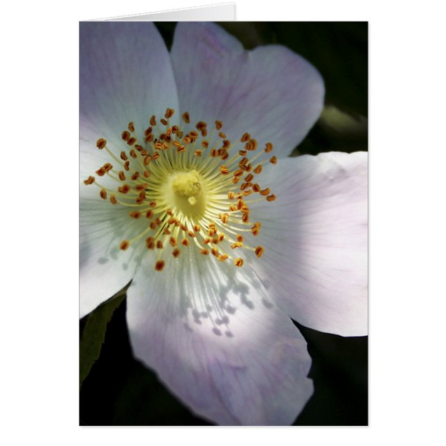 Rosa Canina - Dog Rose blank notelet (Front)