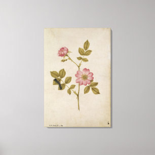 Rosa Canina - Dogrose and Caterpillar (pencil & w/ Canvas Print