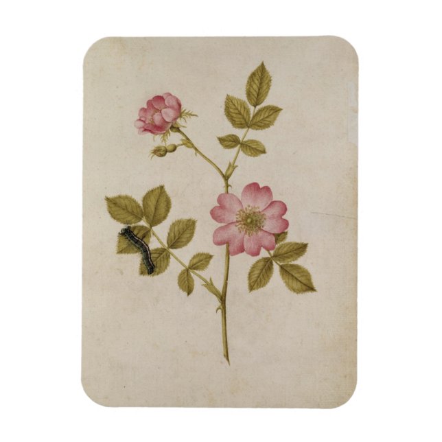 Rosa Canina - Dogrose and Caterpillar (pencil & w/ Magnet (Vertical)