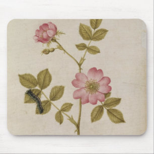 Rosa Canina - Dogrose and Caterpillar (pencil & w/ Mouse Pad