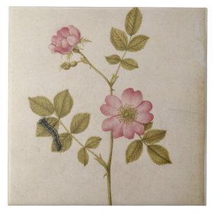 Rosa Canina - Dogrose and Caterpillar (pencil & w/ Tile