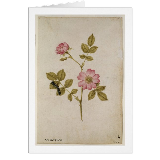 Rosa Canina - Dogrose et Caterpillar (crayon et (Devant)